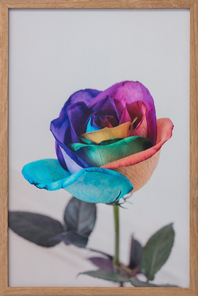 Rainbow rose (2013) — Marte Eknæs